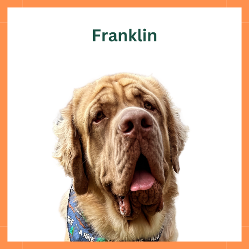 FranklinDoggie Outreach Pack-4