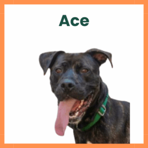 Ace