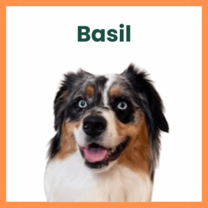 Basil