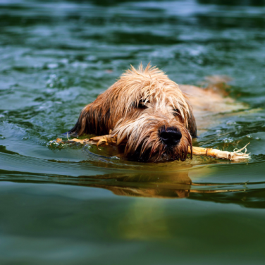 Microplastics in the Potomac River